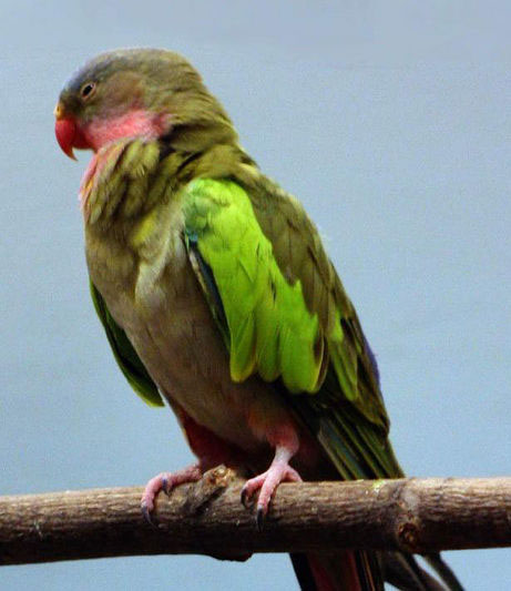 Polytelis alexandrae 